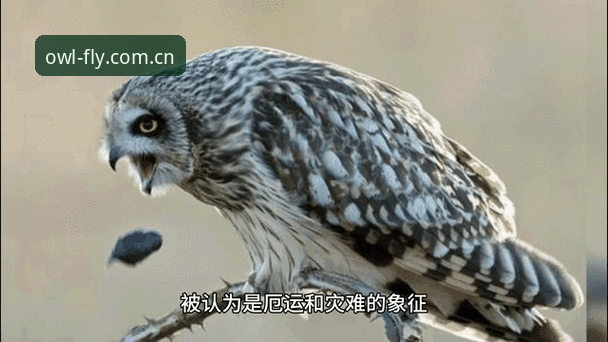 世界杯观赛签证危机深度解析：如何在猫头鹰体育平台追踪赛事动态